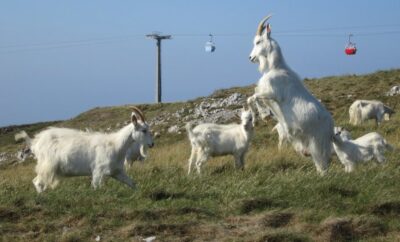 The Great Orme