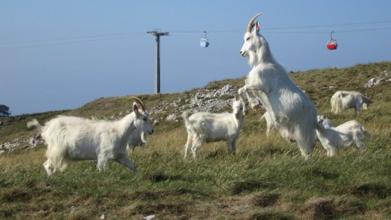 The Great Orme